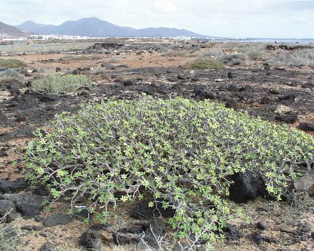 Euphorbia_balsamifera1.jpg