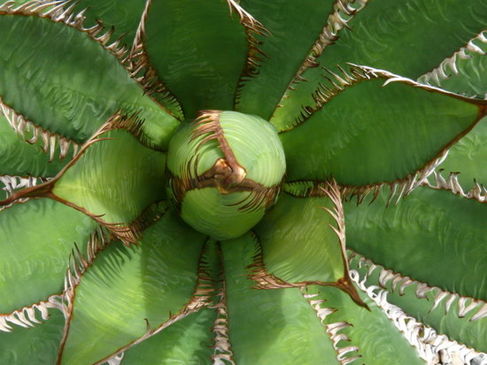 agave horrida the extreme form