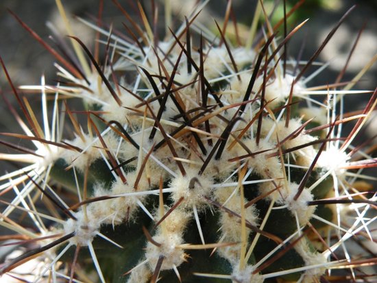 Sclerocactus whipplei