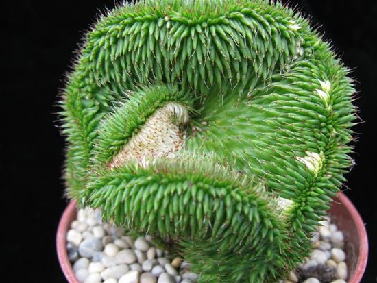 Euphorbia susannae cristate