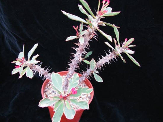Euphorbia millii vareigated