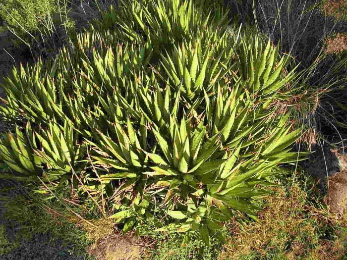 Agave species