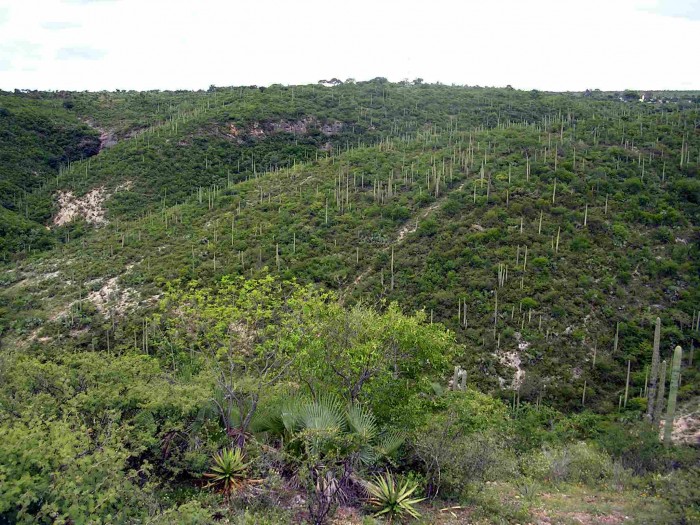 The valley with Neobuxbaumia mezcalaensis.