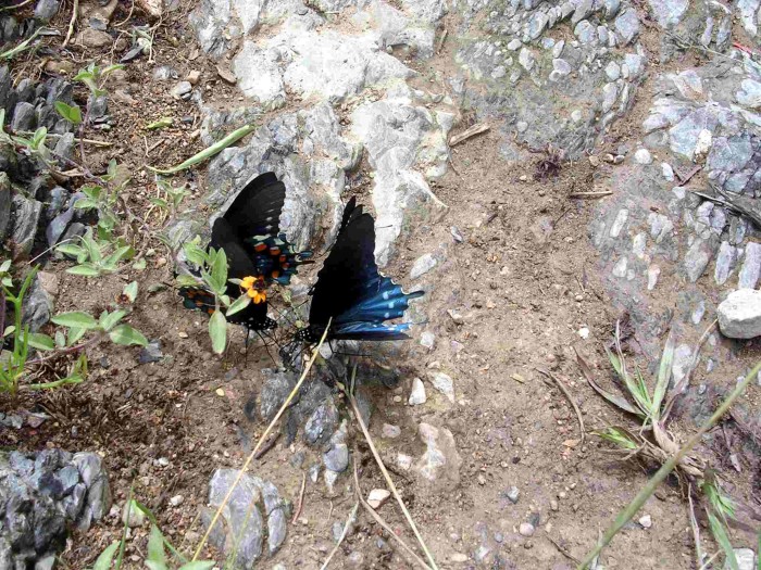 Butterflies from the Genus Papilio, perhaps glaucus??