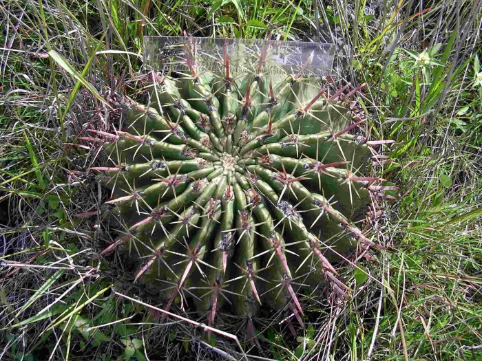 A multi-ribbed Ferocactus recurvus. The ruler is 15cm long, 6 inches.