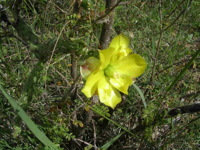 Cylindropuntia species.