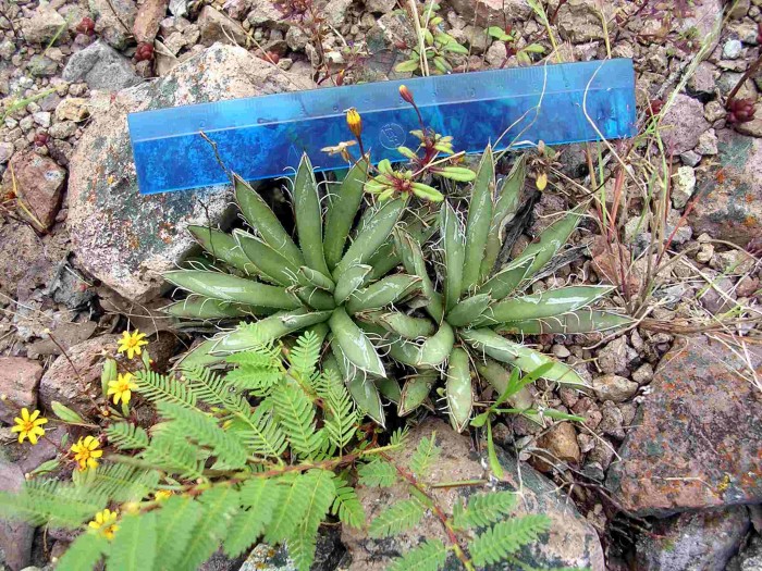 Agave polyanthyflora, Yecora, Sonora