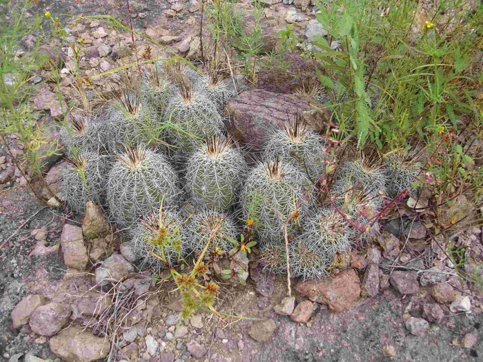 Echinocereus tayopensis, Yecora, Sonora