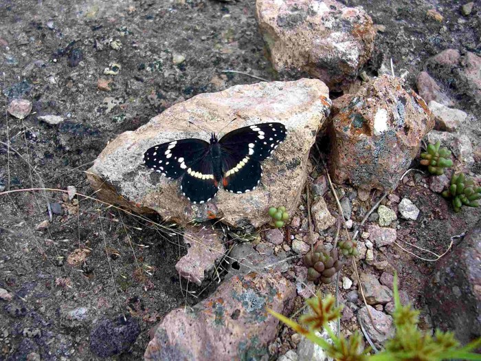 Butterfly resting at Yecora, Sonora