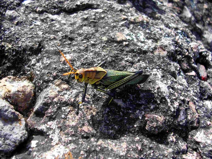 and a colourful grasshopper.