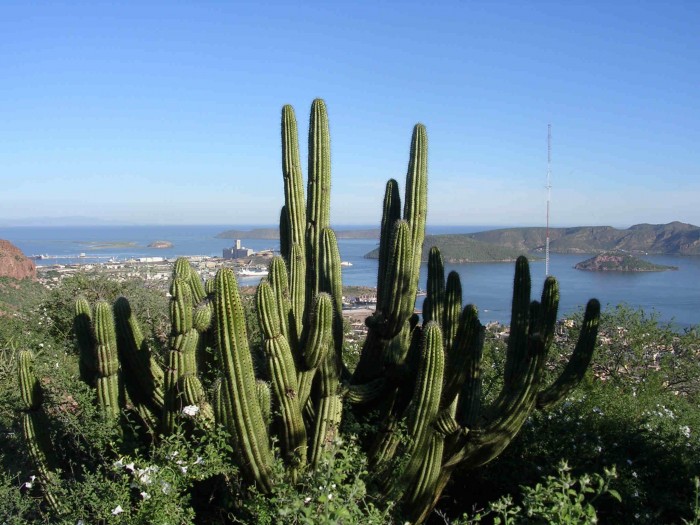 Stenocereus thurberi overlooking Guaymas, Sonora