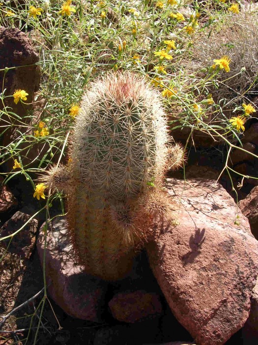 Echinocereus scopulorum, Guaymas