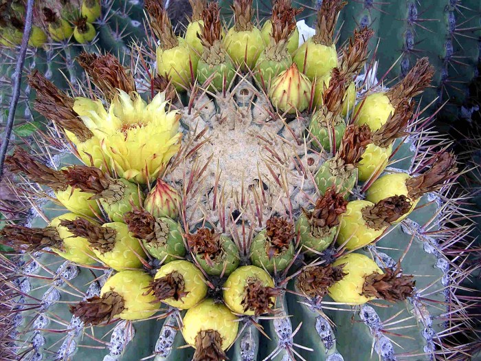 Ferocactus emoryi (convillei) at Guaymas, Sonora