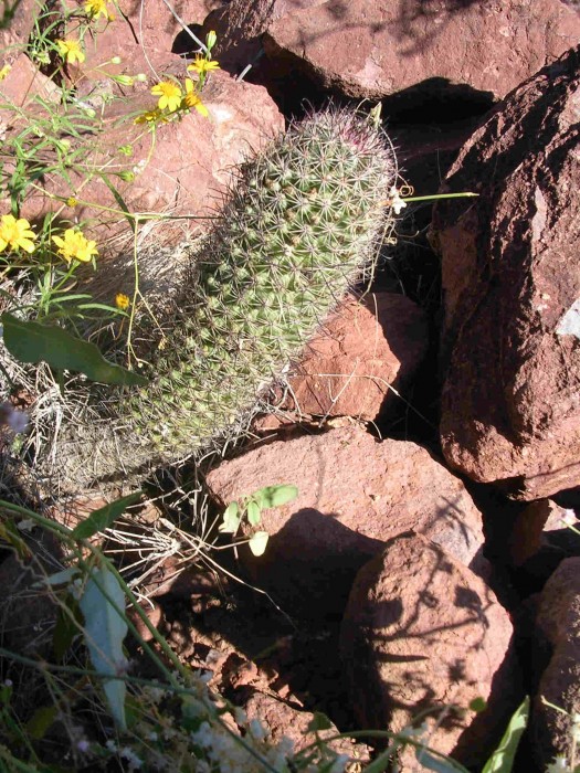 Mammillaria sheldonii (swinglei) at Guaymas