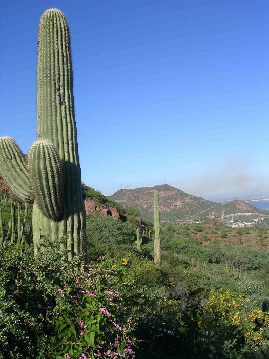 Carnegea gigantea, Guaymas, Sonora