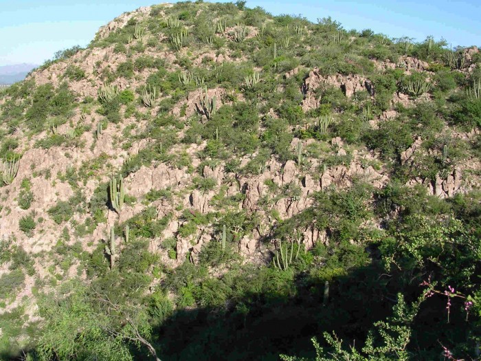 Pachycereus pringlei, Carnegea gigantea and a few Lophocereus schottii intermingle on this hill at Empalme, Sonora