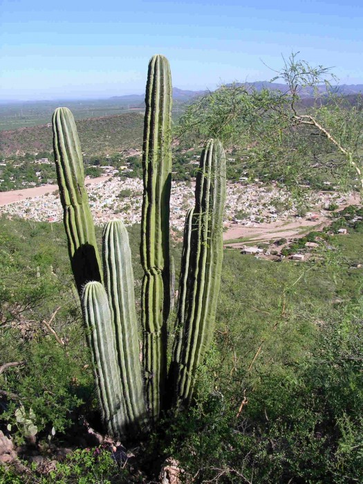 Pachycereus pringlei, Empalme, Sonora