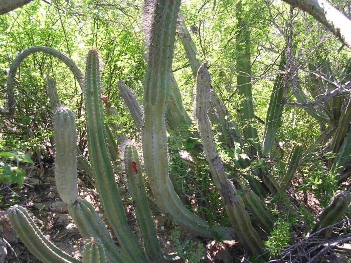 Lophocereus schottii, Empalme, Sonora