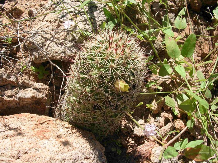 Mammillaria swinglei in flower. Notice the yellow flower which is different from that described for M. sheldonii. Enpalme, Sonora