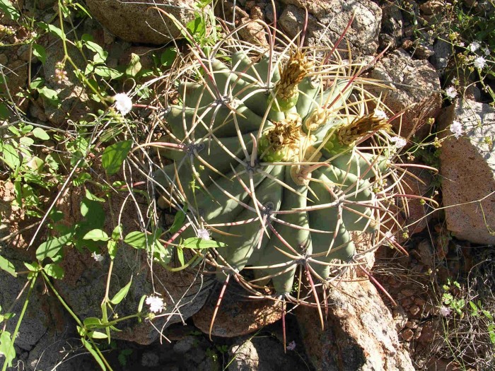 Ferocactus emoryi (convillei), Producing fruit when quite young, unless it is another species, Enpalme, Guaymas