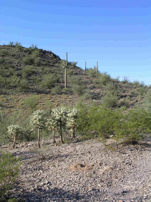 Carnegea gigantea marching up a hill while the Cylindropuntia stand guard, Sonoyta, Sonora