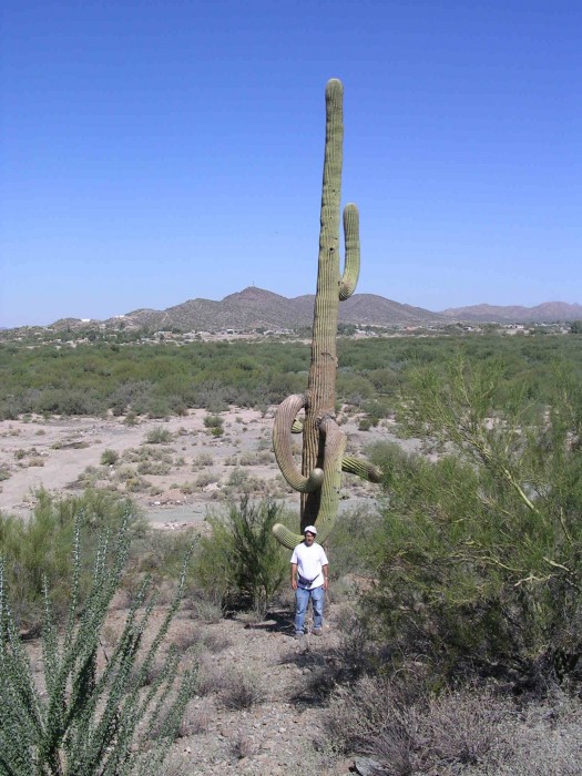 In front of an unusual Carnegea gigantea, Notice also Fouquieria splendens (Ocotillo) in the foreground, Sonoyta, Sonora