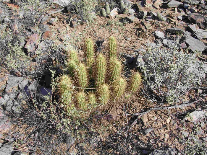 Echinocereus engelmannii ssp nicholii, Sonoyta, Sonora
