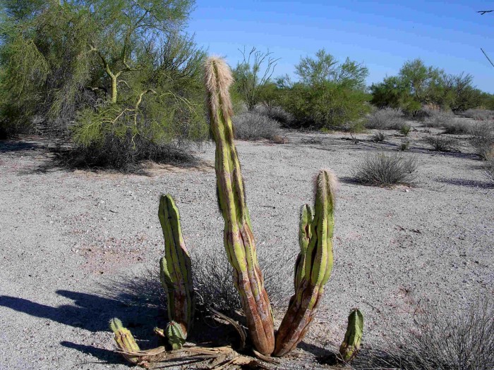 Lophocereus schottii, San Felipe, Baja California North.