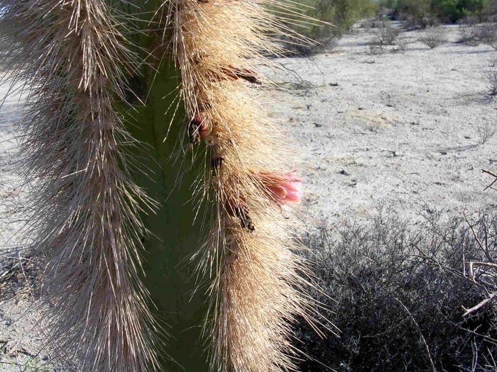 The flower of L. schottii, Baja California, North.