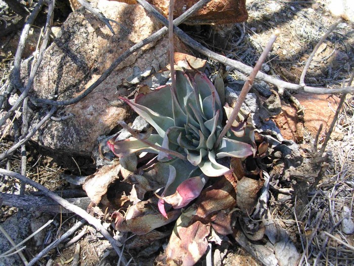 Would be much appreciated if anyone can tell me what species this Dudleya is?