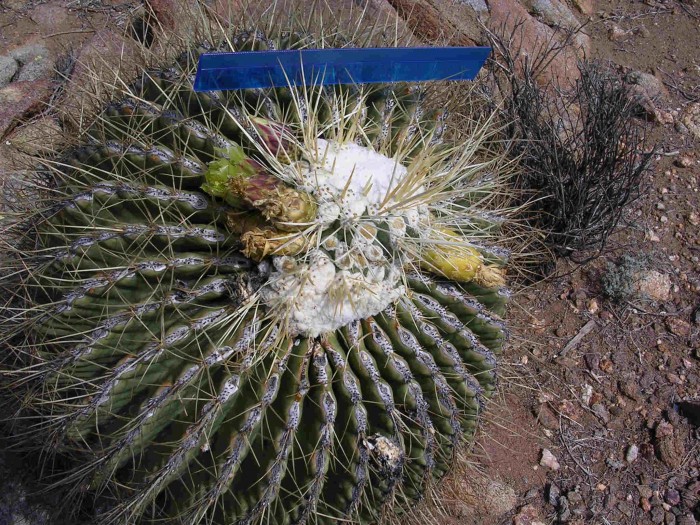 A monstrose Ferocactus cylindraceus. The flowers were all green whereas species description calls for yellow flower.
