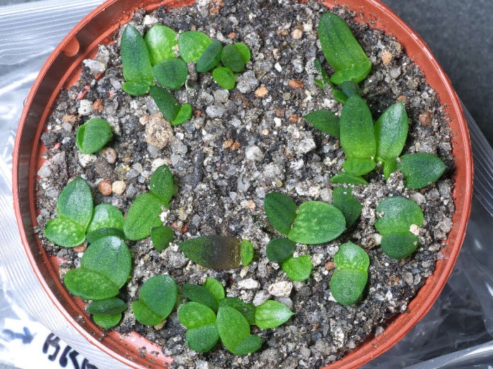 Gasteria brachyphylla v bayeri