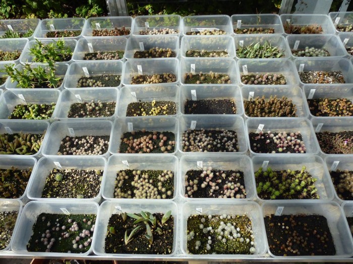 The seedlings getting their first taste of natural light in September. I had lost almost the whole of the growing season whilst building the greenhouse