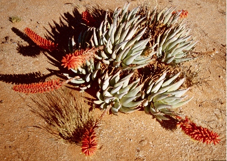 Aloe claviflora 1.jpg