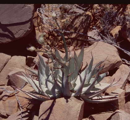 Aloe hereroensis 1.jpg