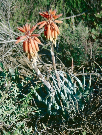 Aloe krapolhiana 1.jpg