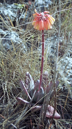 Aloe trachyticola Ibity 1.jpg
