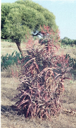 Aloe divaricata 1.jpg
