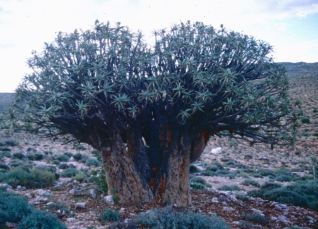 Aloe dichotoma géant 1.jpg