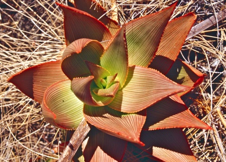 Aloe deltoideodonta fallax seul 1.jpg
