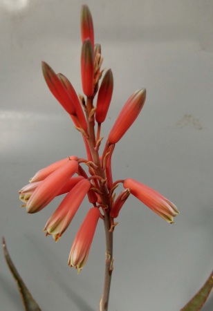 Aloe erythrophylla hampe.jpg