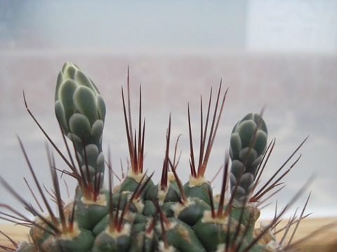 Gymnocalycium pungens -just up from diapers