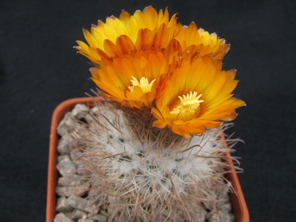Parodia spanisa KB 10 - one of the trickier ones to keep going