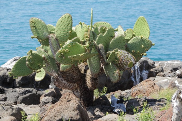 Opuntia and birds