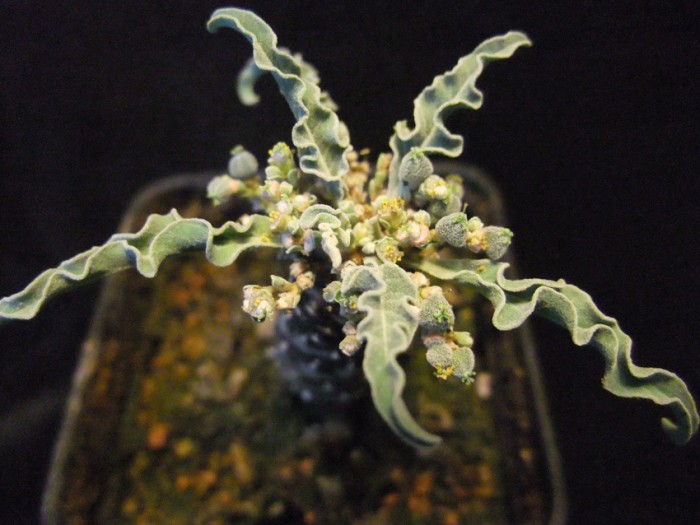Euphorbia hadraumatica