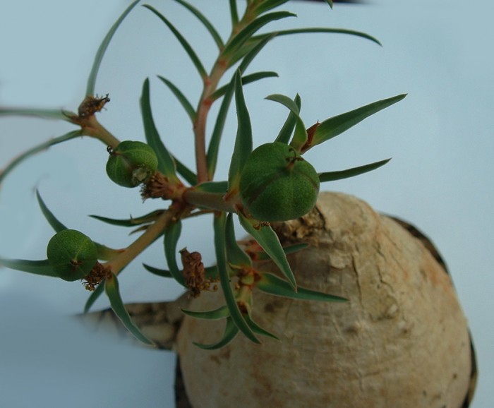 trichadenia +seed pod.jpg