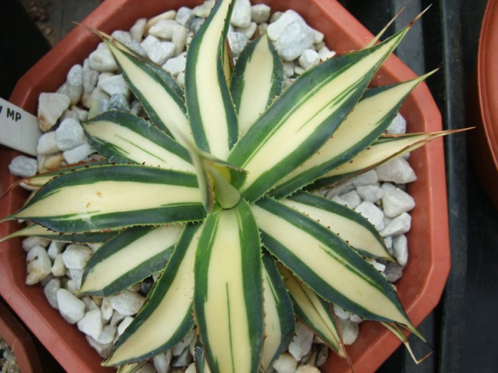 agave blue glow