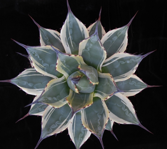 Agave parryi 'Cream spike'