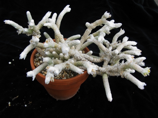 Avonia buderiana ssp multiramosa (albissima)