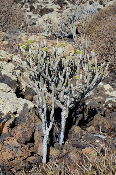 Kleinia neriifolia, Malpais de la Corona